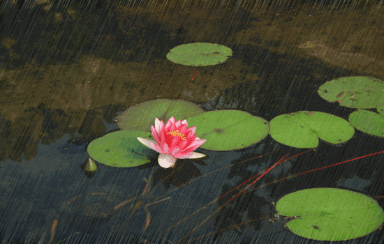 今日谷雨，谷雨为什么要“祭仓颉”你知道吗？