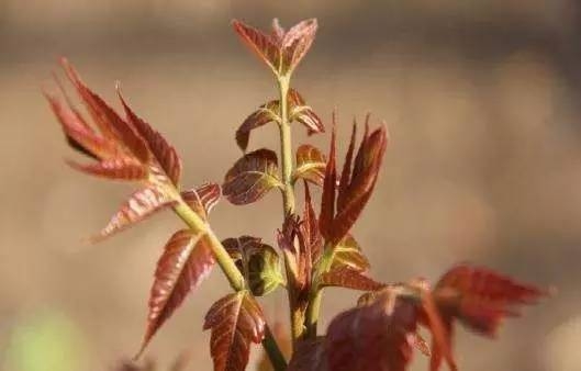 今日谷雨，谷雨为什么要“祭仓颉”你知道吗？