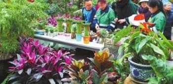 金昌市民在植物园选购花卉