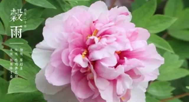 今日谷雨，谷雨为什么要“祭仓颉”你知道吗？