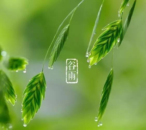 今日谷雨，谷雨为什么要“祭仓颉”你知道吗？
