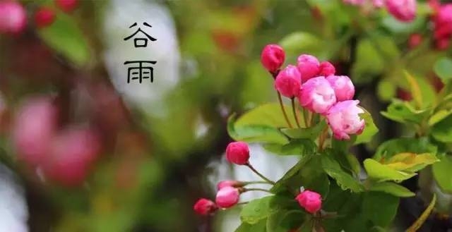 今日谷雨，谷雨为什么要“祭仓颉”你知道吗？