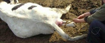 一头奶牛临盆遇上难产，农场主做出的举措让人含泪感叹母爱真伟大