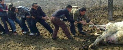 一头奶牛临盆遇上难产，农场主做出的举措让人含泪感叹母爱真伟大