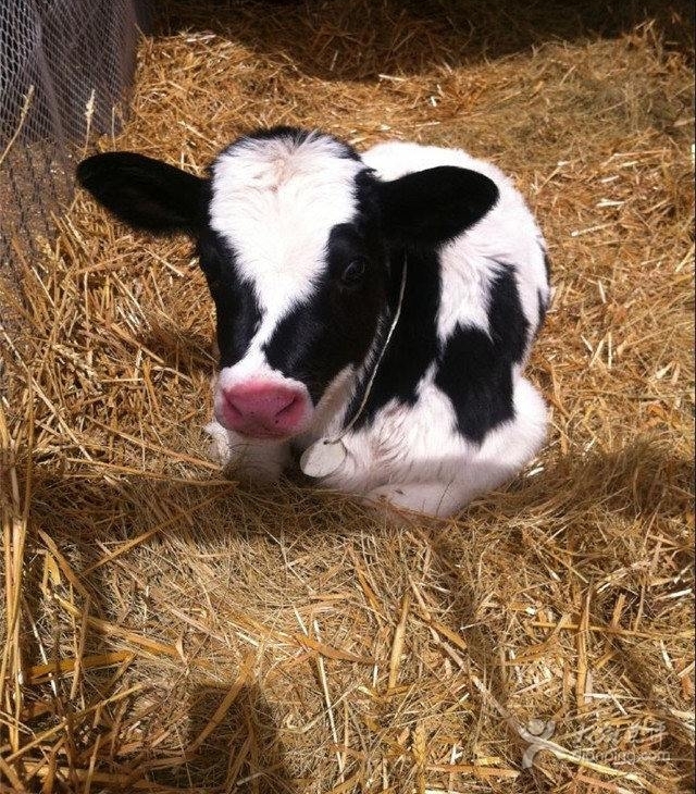 一头奶牛临盆遇上难产，农场主做出的举措让人含泪感叹母爱真伟大