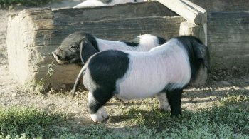 养猪人注意：养猪不仅仅是要会养，更要会管理！