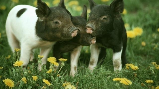 养猪人注意：养猪不仅仅是要会养，更要会管理！