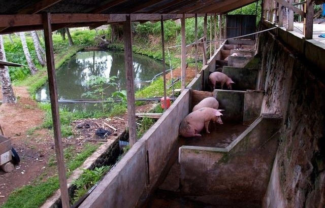 养猪人注意：养猪不仅仅是要会养，更要会管理！