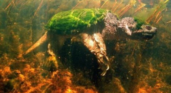 潜水队深海发现游动的水草，走进一看，原来是一头绿毛龟