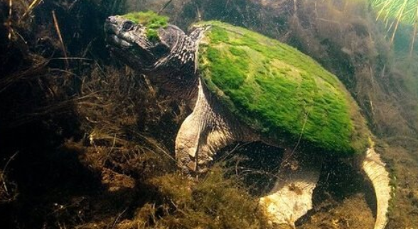 潜水队深海发现游动的水草，走进一看，原来是一头绿毛龟