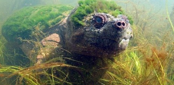 潜水队深海发现游动的水草，走进一看，原来是一头绿毛龟