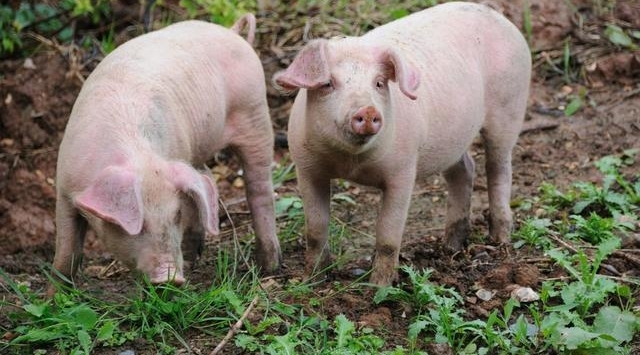 养猪人注意：养猪不仅仅是要会养，更要会管理！