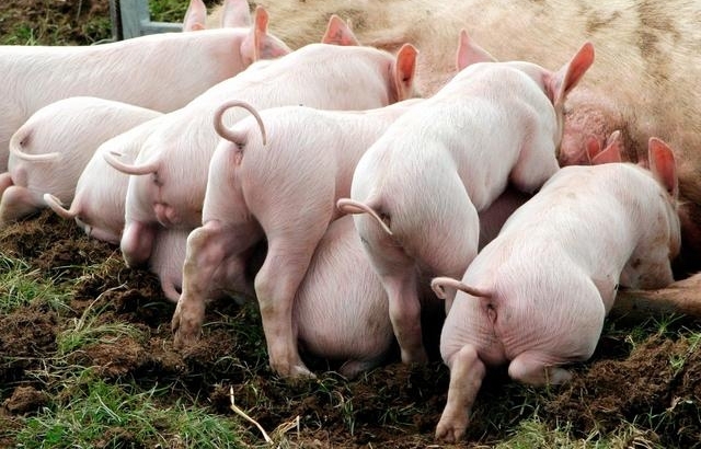 养猪人注意：养猪不仅仅是要会养，更要会管理！