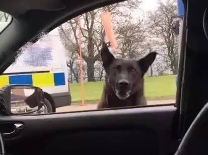 世界还真是无奇不有，在车内都能引来“不速之客“的到访！