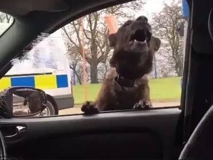 世界还真是无奇不有，在车内都能引来“不速之客“的到访！