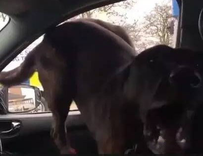 世界还真是无奇不有，在车内都能引来“不速之客“的到访！