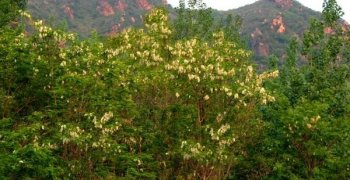 漫山遍野白如雪 新密九里山槐花节4月27日开幕