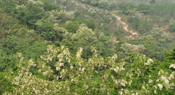 漫山遍野白如雪 新密九里山槐花节4月27日开幕