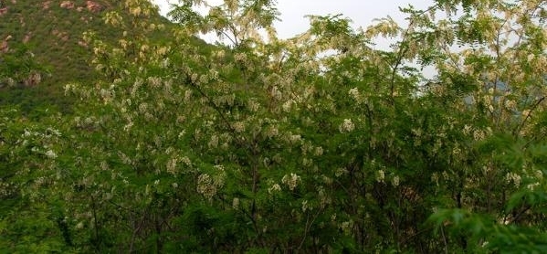 漫山遍野白如雪 新密九里山槐花节4月27日开幕