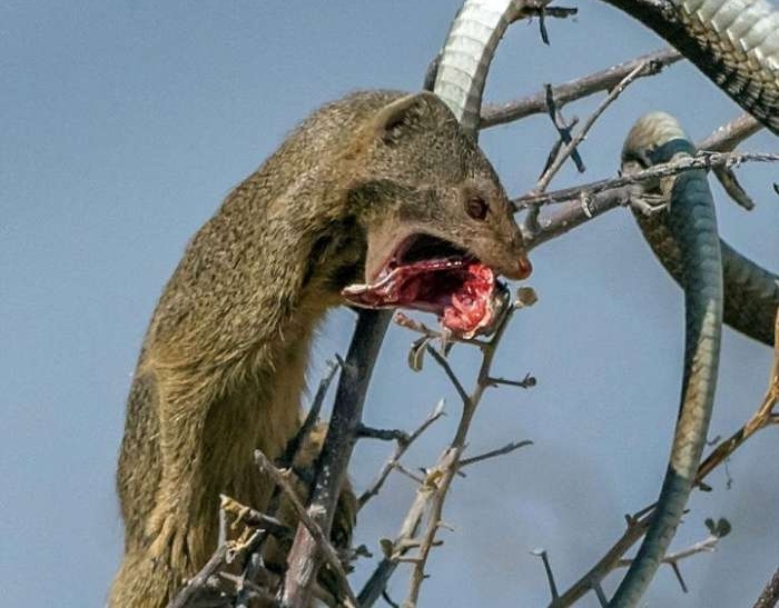 猫鼬大战非洲树蛇, 短短几秒钟就一命呜呼了!