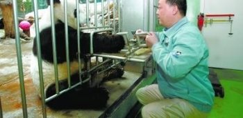 动物园玩“行为训练” 大熊猫采血称重倍儿配合