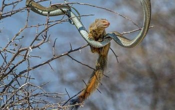 猫鼬大战非洲树蛇, 短短几秒钟就一命呜呼了!