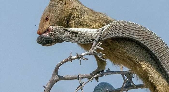 猫鼬大战非洲树蛇, 短短几秒钟就一命呜呼了!