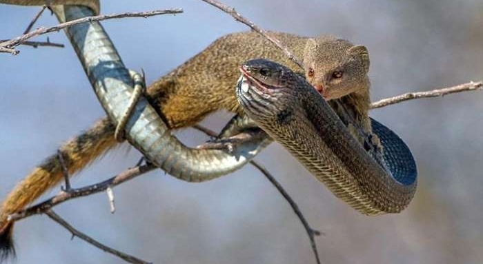 猫鼬大战非洲树蛇, 短短几秒钟就一命呜呼了!