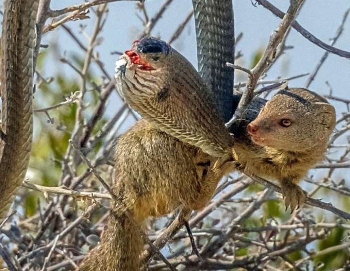 猫鼬大战非洲树蛇, 短短几秒钟就一命呜呼了!