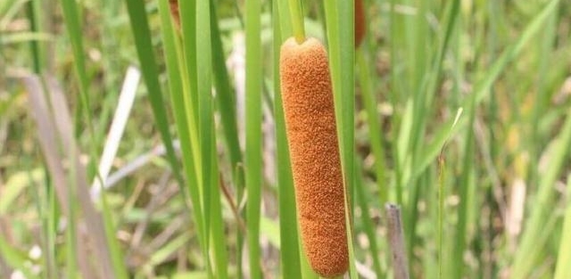 农村老汉在田里偷偷种这种东西，很多人不知道，年入数十万