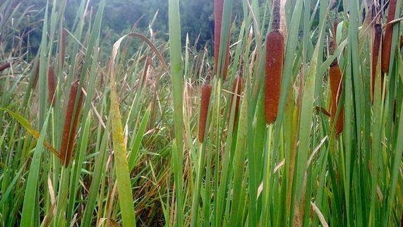 农村老汉在田里偷偷种这种东西，很多人不知道，年入数十万