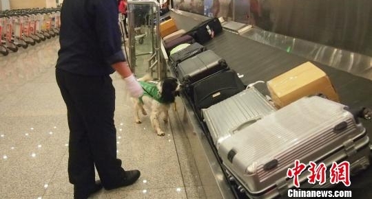 昆明机场检疫犬“秒嗅”违禁物 堪称“国门新卫士”
