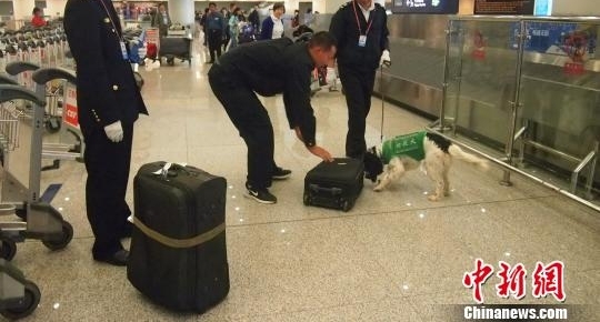 昆明机场检疫犬“秒嗅”违禁物 堪称“国门新卫士”