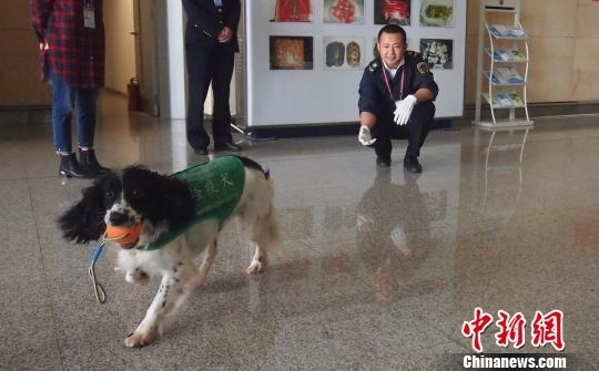 昆明机场检疫犬“秒嗅”违禁物 堪称“国门新卫士”
