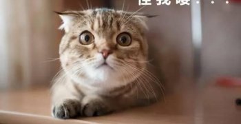 西宁奇葩情侣报假警称15万元被盗，竟是为了一只猫