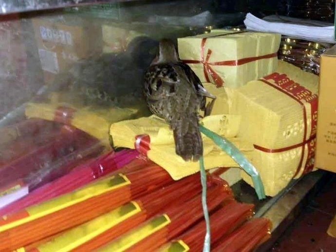 中国观鸟之乡京山：一只小鸟的命运牵动全城人的心