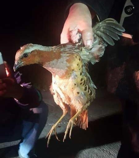 中国观鸟之乡京山：一只小鸟的命运牵动全城人的心