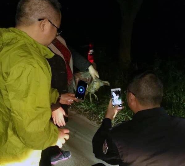 中国观鸟之乡京山：一只小鸟的命运牵动全城人的心