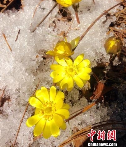 中国北疆四月飞雪 冰雪奇观俏争春色