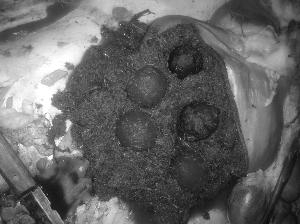 烧烤店老板在羊胃中获5个罕见羊宝 估价逾千万