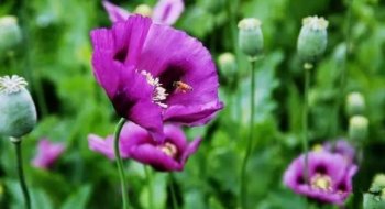 岳阳:云溪警方破获一起非法种植毒品原植物案 1960余株罂粟被铲除