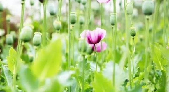 岳阳:云溪警方破获一起非法种植毒品原植物案 1960余株罂粟被铲除