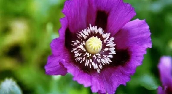 岳阳:云溪警方破获一起非法种植毒品原植物案 1960余株罂粟被铲除