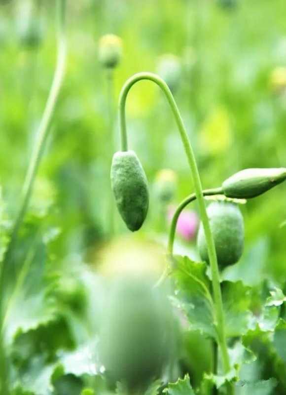 岳阳:云溪警方破获一起非法种植毒品原植物案 1960余株罂粟被铲除