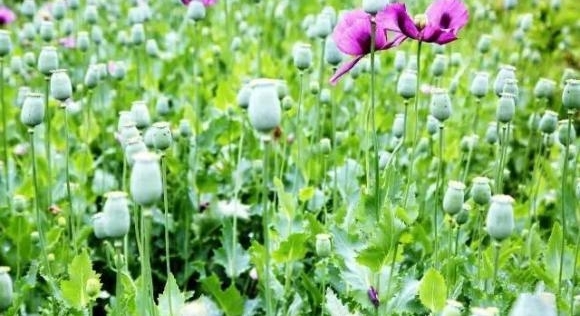 岳阳:云溪警方破获一起非法种植毒品原植物案 1960余株罂粟被铲除