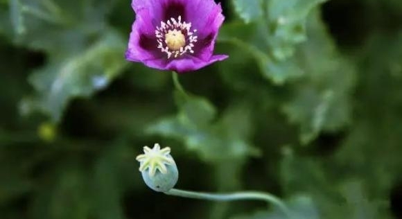 岳阳:云溪警方破获一起非法种植毒品原植物案 1960余株罂粟被铲除