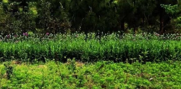 岳阳:云溪警方破获一起非法种植毒品原植物案 1960余株罂粟被铲除