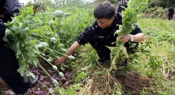 岳阳:云溪警方破获一起非法种植毒品原植物案 1960余株罂粟被铲除