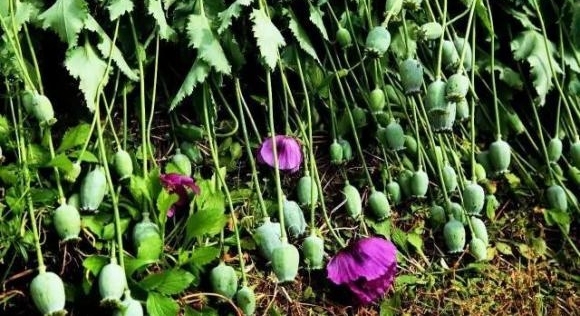 岳阳:云溪警方破获一起非法种植毒品原植物案 1960余株罂粟被铲除