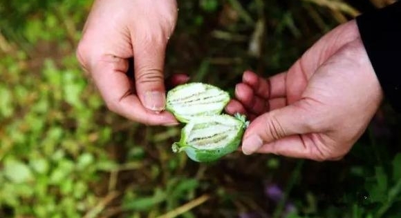 岳阳:云溪警方破获一起非法种植毒品原植物案 1960余株罂粟被铲除